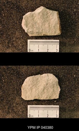 Hexapoda