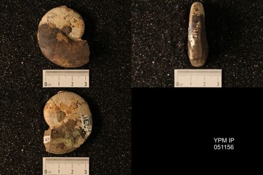 Hoploscaphites nicolletii