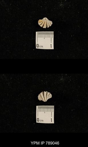 undet. Brachiopoda