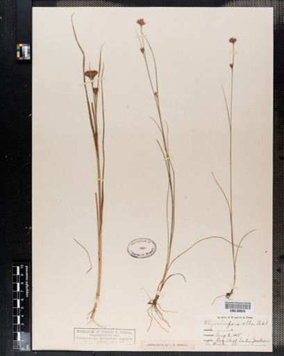 Rhynchospora alba