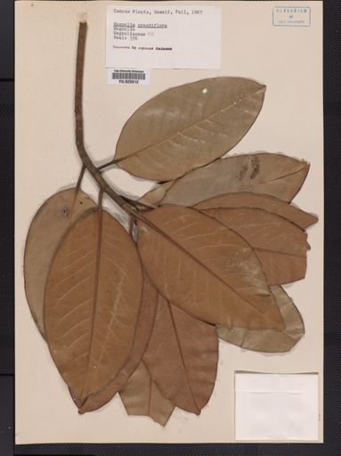 Magnolia grandiflora
