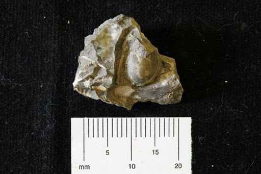 Bivalvia