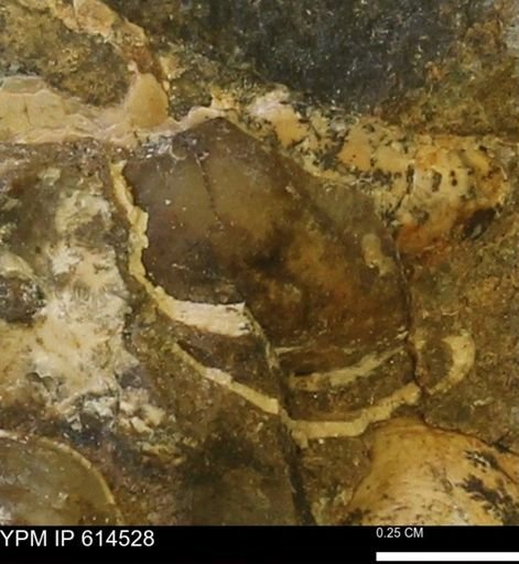 Limopsis striatopunctatus