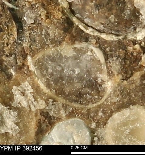Protocardia subquadrata