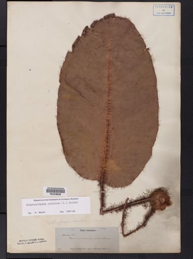 Elaphoglossum