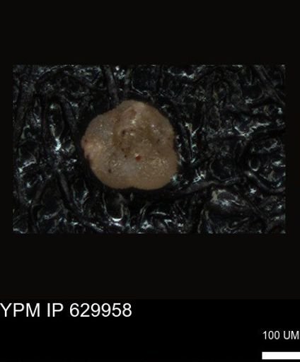 undet. Foraminiferida