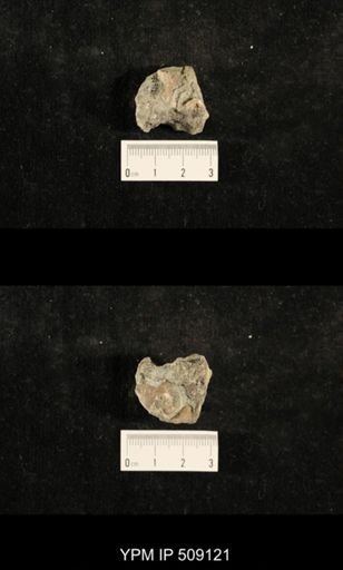 Paraliospira helena
