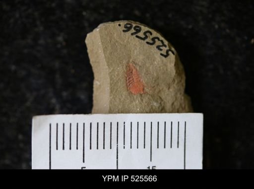 undet. Synziphosurina