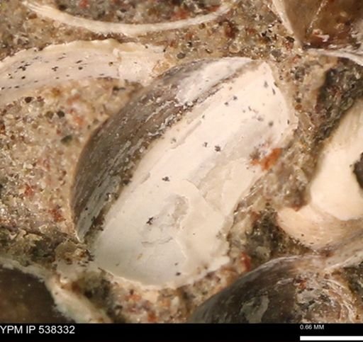 Corbulamella gregaria