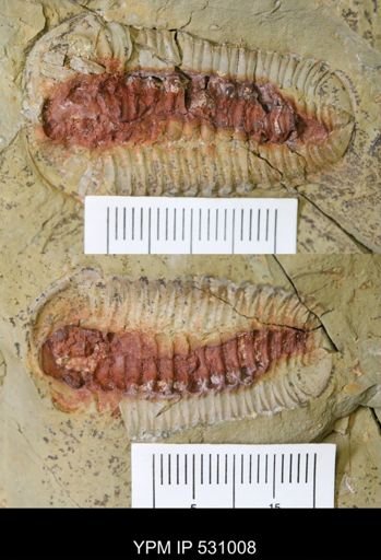 Bavarilla zemmourensis
