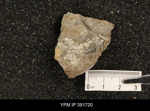 Baculites sp.