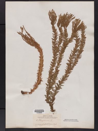 Lycopodium