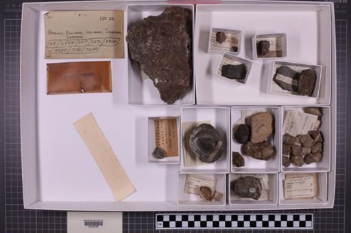 mixed taxa, stratigraphic collection