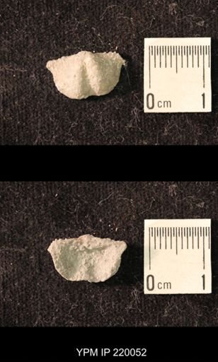 Chonetina flemingi alata
