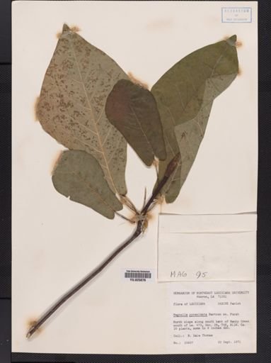 Magnolia