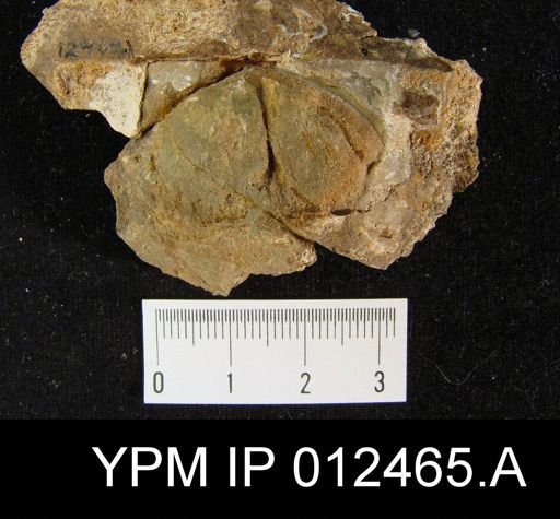 Neospirifer pseudocameratus