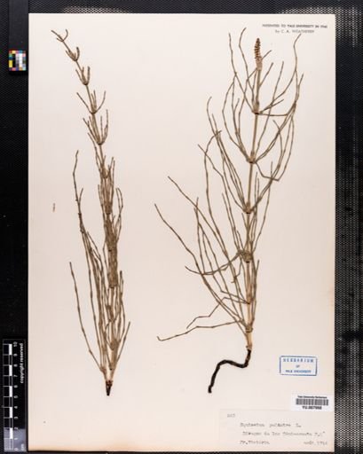 Equisetum palustre