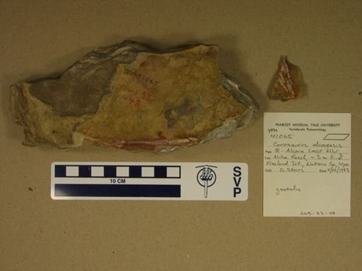 Corosaurus alcovensis