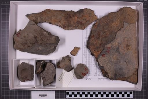 mixed taxa, stratigraphic collection