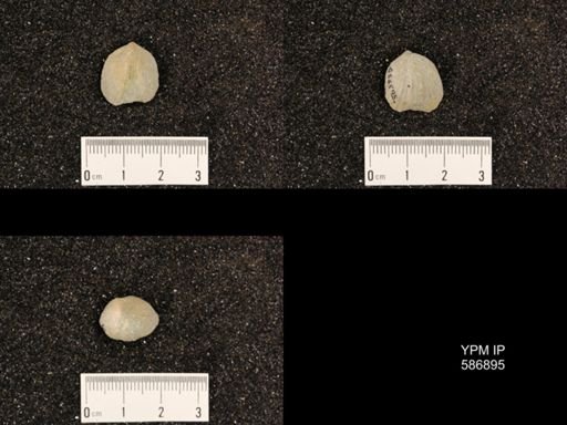Rhynchotrema capax
