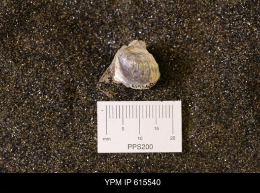 Inoceramus sp.
