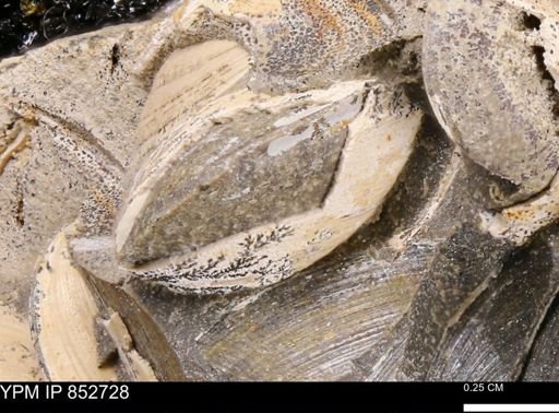 Limopsis striatopunctatus