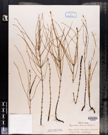 Equisetum
