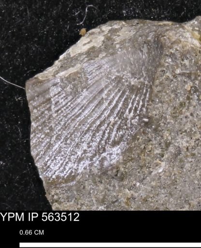 Oxytoma (Hypoxytoma) nebrascana