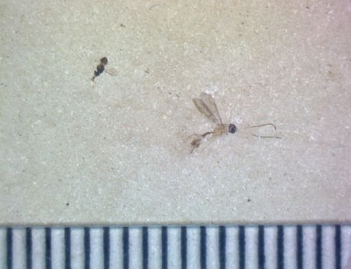 undet. Hymenoptera