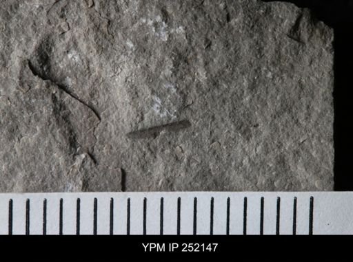 undet. Eurypterida