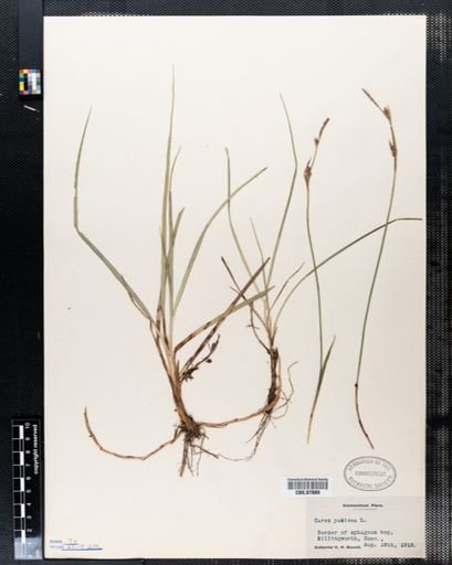 Carex panicea