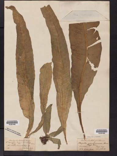 Polypodium
