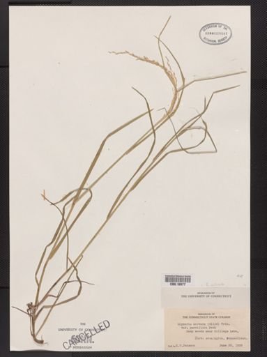Glyceria striata