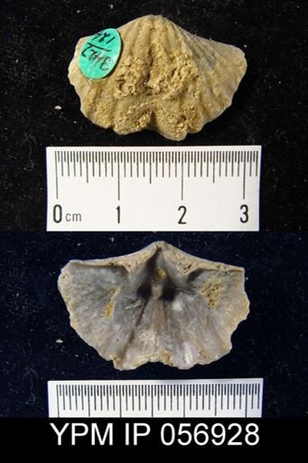Spirifer cyclopterus