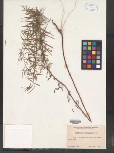 Epilobium leptophyllum