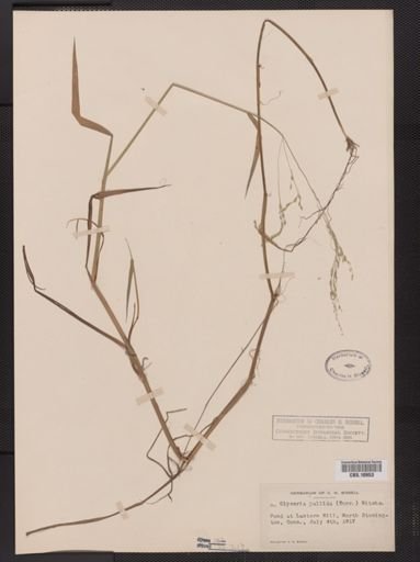 Glyceria pallida