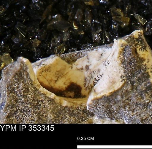 Limopsis striatopunctatus