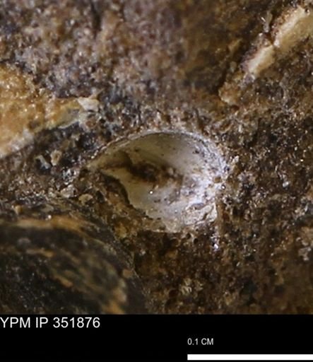 undet. Bivalvia