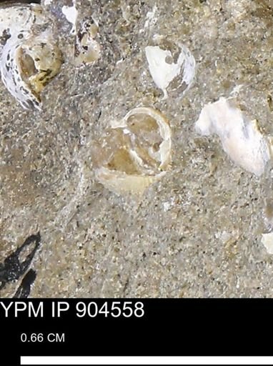 Corbulamella?