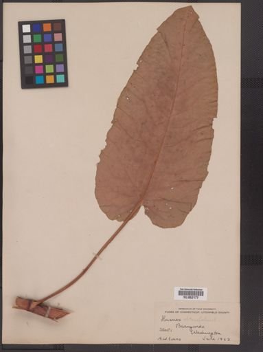 Rumex obtusifolius