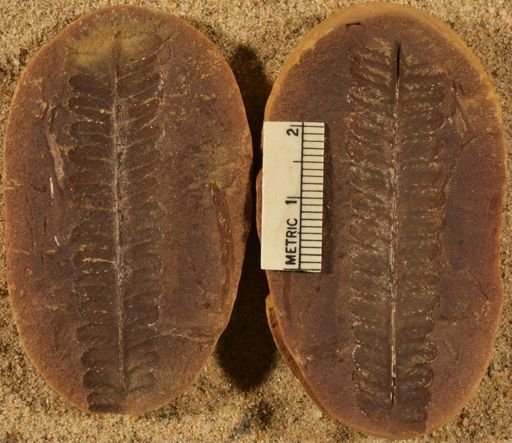 Pecopteris