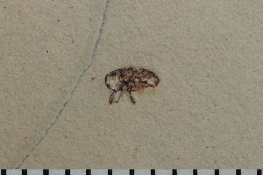 undet. Cryptorhynchinae