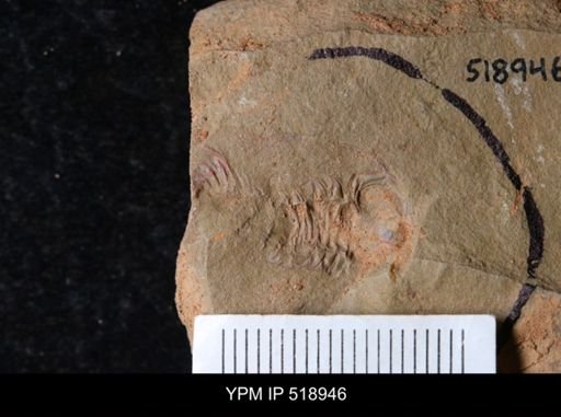 undet. Trilobita