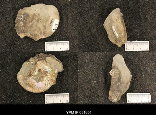 Hoploscaphites nicolletii