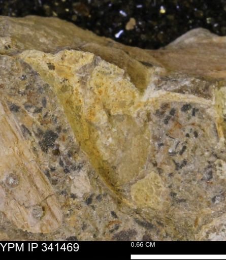 undet. Mollusca