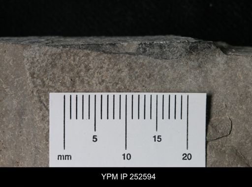 undet. Eurypterida