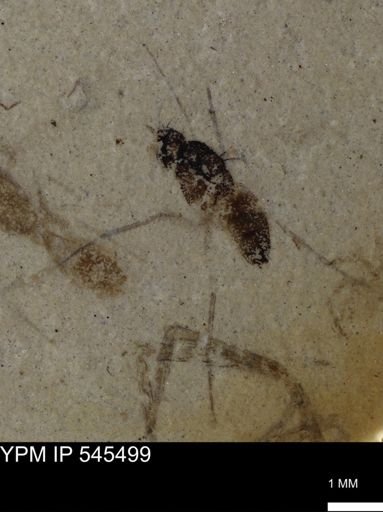 undet. Insecta