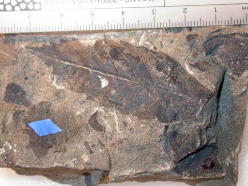 Angiospermopsida