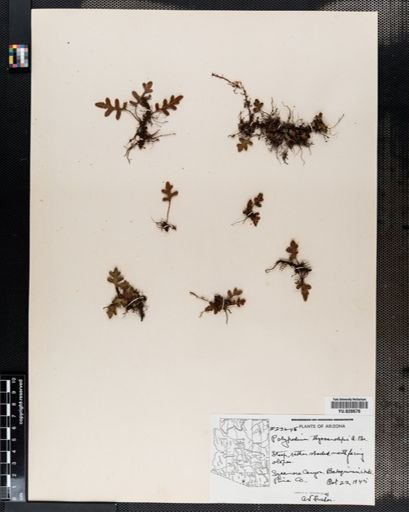 Polypodium