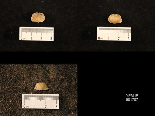 Marginifera splendens